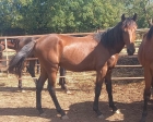 IN VETRINA - Mediahorsesrace