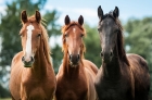 allevamento cavalli trottatori italia - Mediahorsesrace