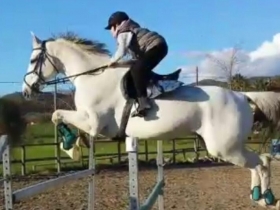 FAHRENHEIT VANT AMELDONK - Mediahorsesrace