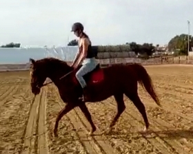 Stellone - Mediahorsesrace