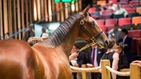 Masaf il decreto che avvia la riforma del settore - Mediahorsesrace