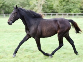 Granella dipa - Mediahorsesrace