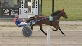Fitness grif - Mediahorsesrace