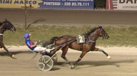 Flower grif - Mediahorsesrace