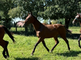 Iabadabadu - Mediahorsesrace