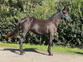 Ivonne ors - Mediahorsesrace