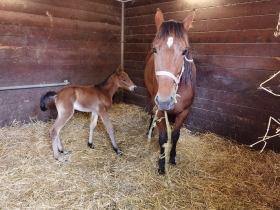 ATENA FRANCIS - Mediahorsesrace