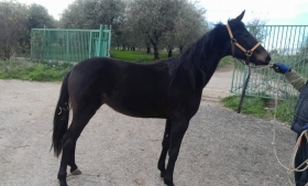 Iberia canf - Mediahorsesrace