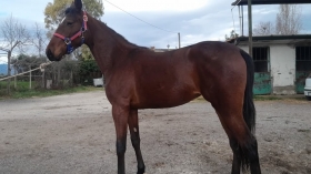 Ismenia canf - Mediahorsesrace