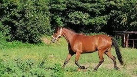 Zaira stecca - Mediahorsesrace
