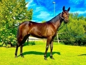 Itaca sat - Mediahorsesrace