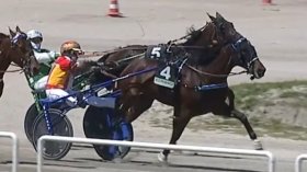 Ghinea grif - Mediahorsesrace