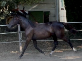  - Mediahorsesrace