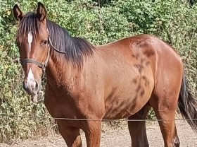  - Mediahorsesrace