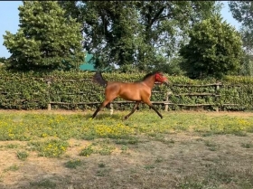  - Mediahorsesrace