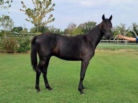  - Mediahorsesrace