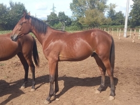 Lancaster group - Mediahorsesrace