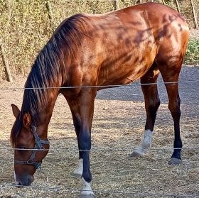  - Mediahorsesrace