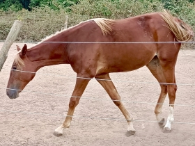  - Mediahorsesrace