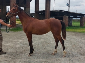  - Mediahorsesrace