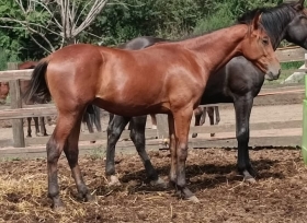  - Mediahorsesrace