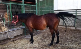 Pantera pit - Mediahorsesrace