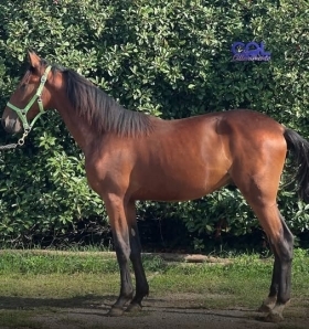  - Mediahorsesrace