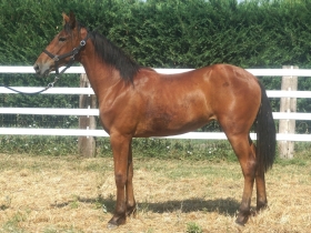  - Mediahorsesrace