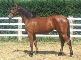  - Mediahorsesrace