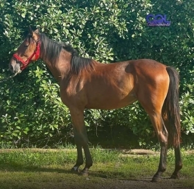  - Mediahorsesrace