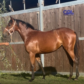 - Mediahorsesrace