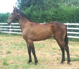  - Mediahorsesrace