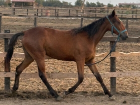  - Mediahorsesrace
