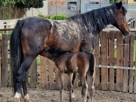 Zoya kronos - Mediahorsesrace