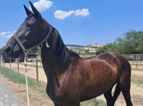 Electra laksmy - Mediahorsesrace