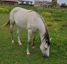 Derik bio - Mediahorsesrace