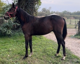  - Mediahorsesrace