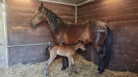 Avenue la varenne - Mediahorsesrace
