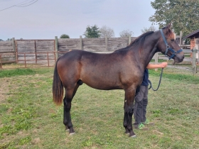  - Mediahorsesrace