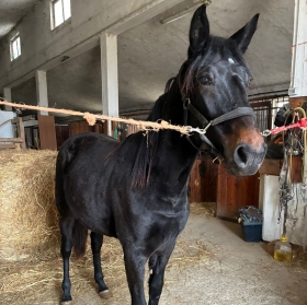 Le gall - Mediahorsesrace