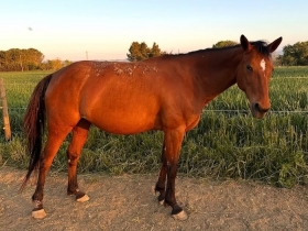 ZIA TERESA - Mediahorsesrace.com
