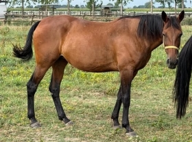 ZAGABRIA TOP - Mediahorsesrace.com