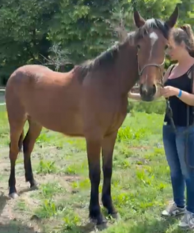  - Mediahorsesrace.com