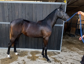  - Mediahorsesrace.com