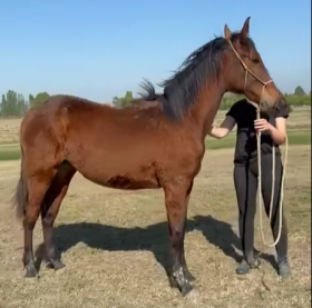  - Mediahorsesrace.com
