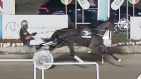 Libellula gio - Mediahorsesrace.com