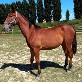  - Mediahorsesrace.com