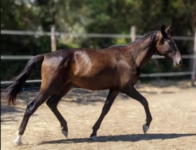 mike mgr - Mediahorsesrace.com