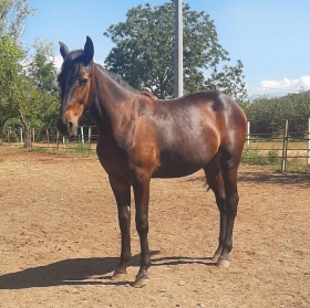  - Mediahorsesrace.com