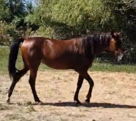 - Mediahorsesrace.com